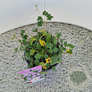 Geranium Dreamland 12-15 cm 2,5L