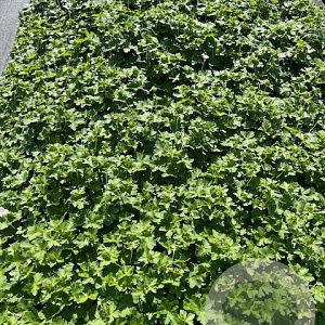 Geranium Dreamland GM 2,0L