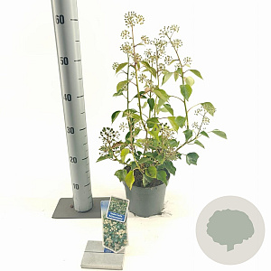 Hedera hel. 'Arborescens' 25-30 cm 2,0L