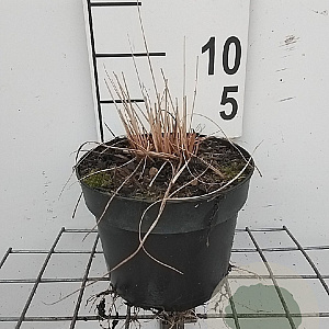 Molinia caerulea GM 2,0L