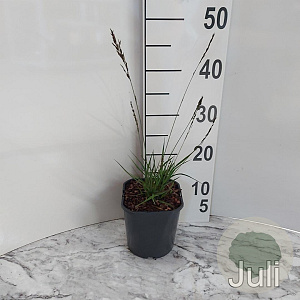 Molinia caerulea 'Edith Dudszus' GM 2,0L