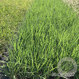 Panicum virgatum 'Northwind' GM 2,0L