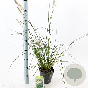 Pennisetum alopecuroides 25-30 cm 2,0L