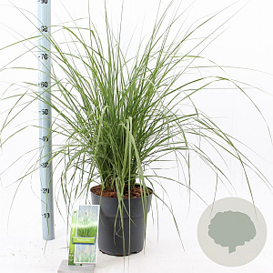 Pennisetum alopecuroides 30-40 cm 6,5L