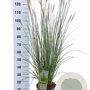Pennisetum alopecuroides 30-40 cm 6,5L