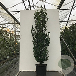 Ilex meserv. 'Heckenstar' 80 cm cont. 65L bol