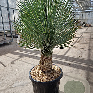 Yucca rostrata 30 cm stam container