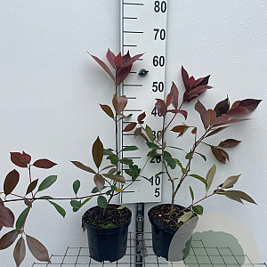 Photinia fraseri 'Red Robin' 50-60 cm 3,0L
