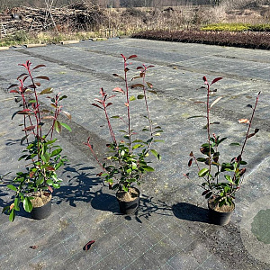 Photinia fraseri 'Red Robin' 50-60 cm 3,0L