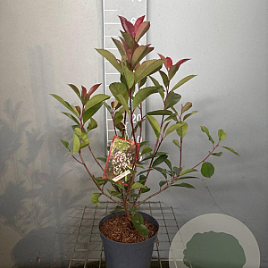 Photinia fraseri 'Red Robin' 50-60 cm 3,0L