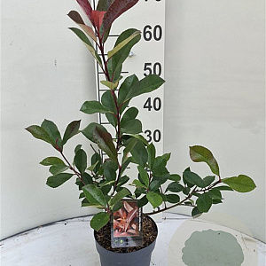 Photinia fraseri 'Red Robin' 60-80 cm 7,5L