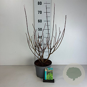 Cotinus coggygria 40-50 cm 35L
