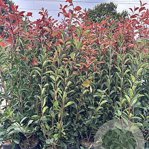 Photinia fraseri 'Red Robin' 125-150 cm 10L