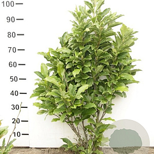 Magnolia 'Susan' 80-100 cm met kluit