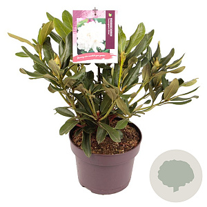 Rhododendron 'Cunningham's White' 30-40 cm 5,0L