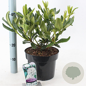 Rhododendron 'Cunningham's White' 30-40 cm 5,0L