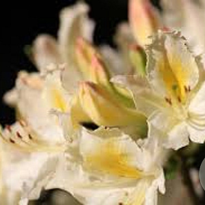 Rhododendron (AP) 'Daviesii' 40 cm 5,0L