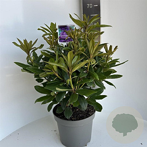 Rhododendron 'Marcel Menard' 40-50 cm 5,0L