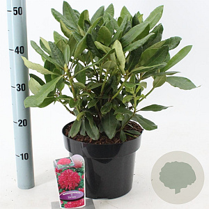Rhododendron 'Nova Zembla' 30-40 cm 5,0L