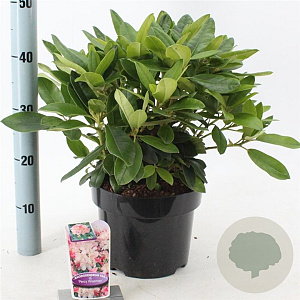 Rhododendron (Y) 'Percy Wiseman' 30-40 cm 5,0L