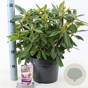 Rhododendron (Y) 'Percy Wiseman' 30-40 cm 5,0L