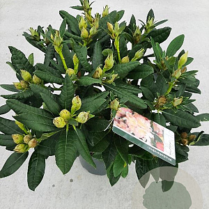 Rhododendron (Y) 'Percy Wiseman' 30-40 cm 5,0L