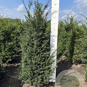 Taxus baccata 120-140 cm met kluit
