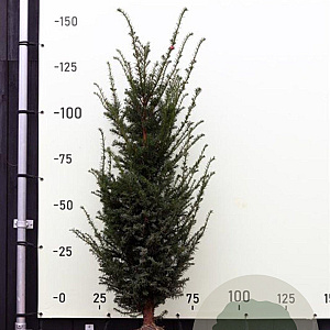Taxus baccata 120-140 cm met kluit