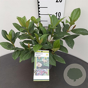 Viburnum davidii 25-30 cm 2,5L