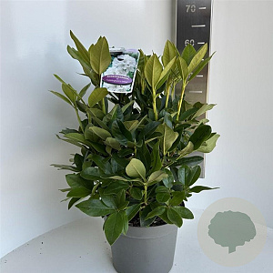 Rhododendron 'Cunningham's White' 40-50 cm 5,0L