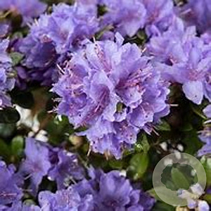Rhododendron 'Moerheim' 20-25 cm 2,0L