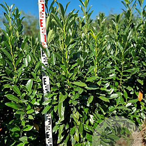 Prunus l. Elly 125-150 cm met kluit