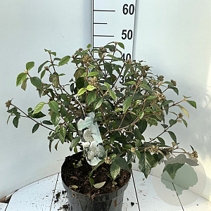 Viburnum 'Eskimo' 50-60 cm 7,5L