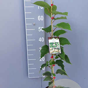 Actinidia deliciosa 'Hayward' 80-100 cm 2,0L