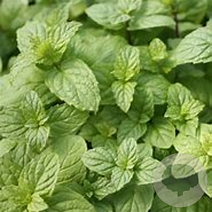 Mentha piperita citr. 'Mandarine' GM  P11