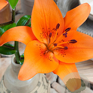 Lilium Aziatisch Oranje 16-18 cm verpakt per 5