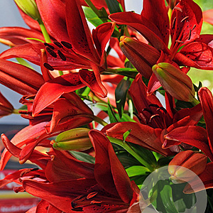 Lilium Aziatisch Rood 16-18 cm verpakt per 5