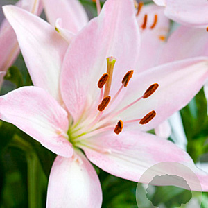 Lilium Aziatisch Roze 16-18 cm verpakt per 5