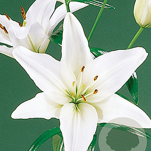 Lilium Aziatisch Wit 16-18 cm verpakt per 5