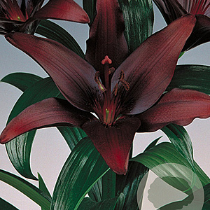 Lilium Aziatisch Zwart 16-18 cm verpakt per 5