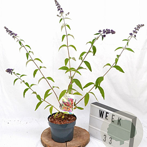 Buddleja weyer. 'Flower Power' 40-50 cm 2,0L