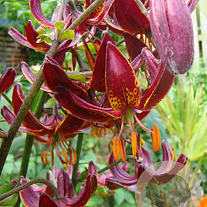 Lilium martagon 'Claude Shride' 16-18 cm verpakt per 25