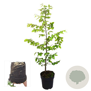Carpinus betulus 100-125 cm 4,5L