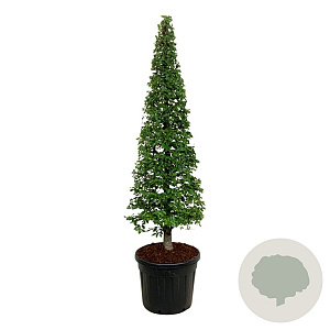 Carpinus betulus 175-200 cm cont. 90L