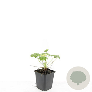 Geranium macrorrhizum GM P9