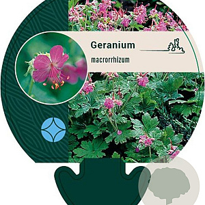 Geranium macrorrhizum GM P9