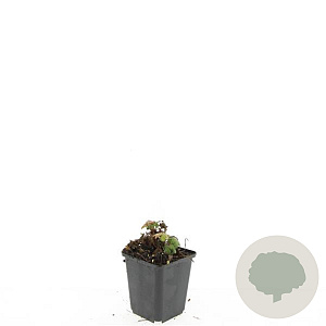 Geranium macrorrhizum GM P9