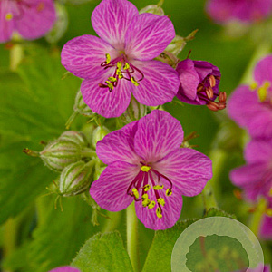 Geranium macrorrhizum GM P9