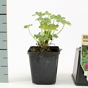 Geranium macrorrhizum GM P9