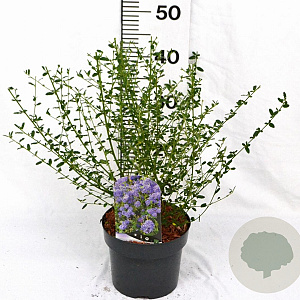 Ceanothus 'Concha' 30-40 cm 3,0L